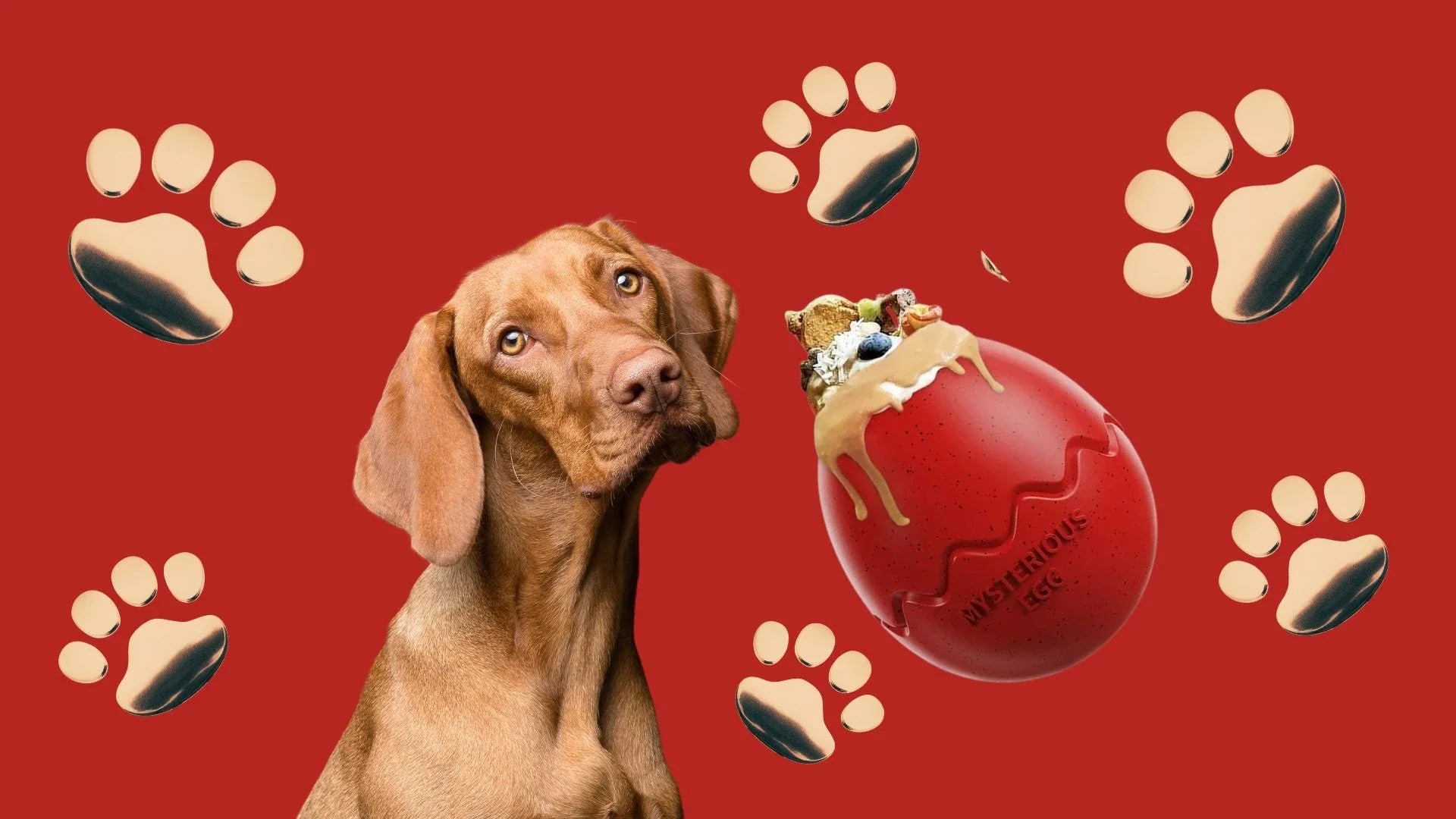 CATS-DOGS-INACTIVITY TOYS